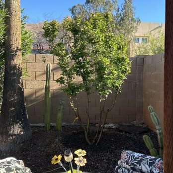 Moon Valley Nurseries - How pretty is this crepe Myrtle going to be!!! - Nurseries & Gardening Near Me - Phoenix, Arizona