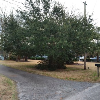 Better Tree Services - Tree Services Near Me - Conway, South Carolina