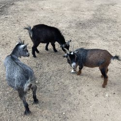 Mini goats