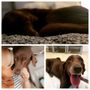 Photo of Prima Vista Animal Hospital