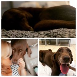 Prima Vista Animal Hospital - Sweet Abbey girls final moments