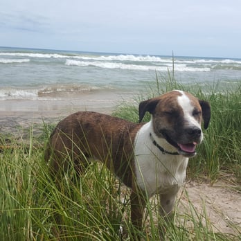 Kohler-Andrae State Park - Happy dog! - Parks Near Me - Sheboygan, Wisconsin Kohler-Andrae State Park - Happy dog! - Parks Near Me - Sheboygan, Wisconsin