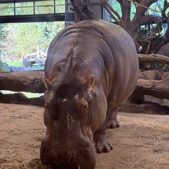 Cheyenne Mountain Zoo - Hippos - Zoos Near Me - Colorado Springs, Colorado Cheyenne Mountain Zoo - Hippos - Zoos Near Me - Colorado Springs, Colorado