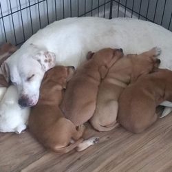 Cara Community Animal Rescue & Adoption - Mama and pups