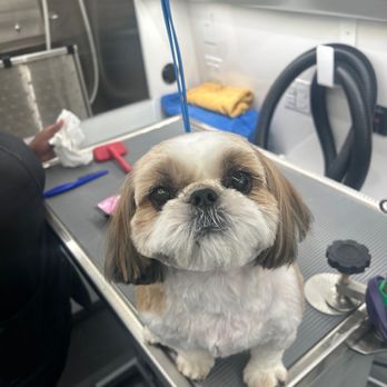 IVS Mobile Vets - Those eyes! - Veterinarians Near Me IVS Mobile Vets - Those eyes! - Veterinarians Near Me