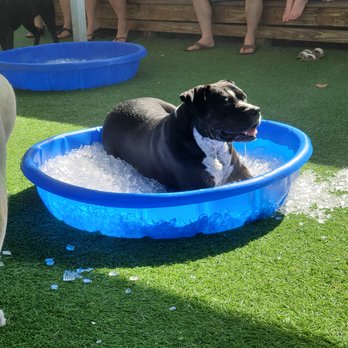 The Dog Bar - Our dog friend, Otto, enjoying one of the doggie pools. - Sports Bars Near Me - St. Petersburg, Florida The Dog Bar - Our dog friend, Otto, enjoying one of the doggie pools. - Sports Bars Near Me - St. Petersburg, Florida