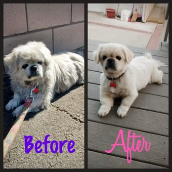 First-Col Pet Salon - Our Pekingese, before and after grooming! - Pet Stores Near Me - Arcadia, California First-Col Pet Salon - Our Pekingese, before and after grooming! - Pet Stores Near Me - Arcadia, California