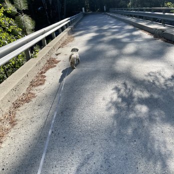 Sand Flat Campground - My dog taking me for a walk. - Campgrounds Near Me - Kyburz, California
