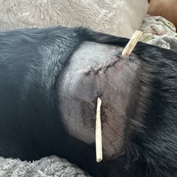 Close up of wound after surgery.