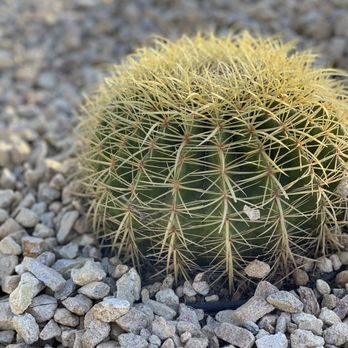 Moon Valley Nurseries - Drought tolerant plants - Tree Services Near Me - Chino, California Moon Valley Nurseries - Drought tolerant plants - Tree Services Near Me - Chino, California