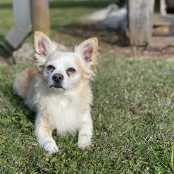 Wild Peach Veterinary Clinic - Pooka