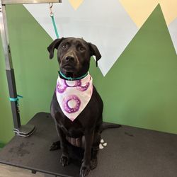 Bath Grooming Works