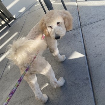 Majestic Mutts - 6m old - Pet Groomers Near Me - Las Vegas, Nevada Majestic Mutts - 6m old - Pet Groomers Near Me - Las Vegas, Nevada
