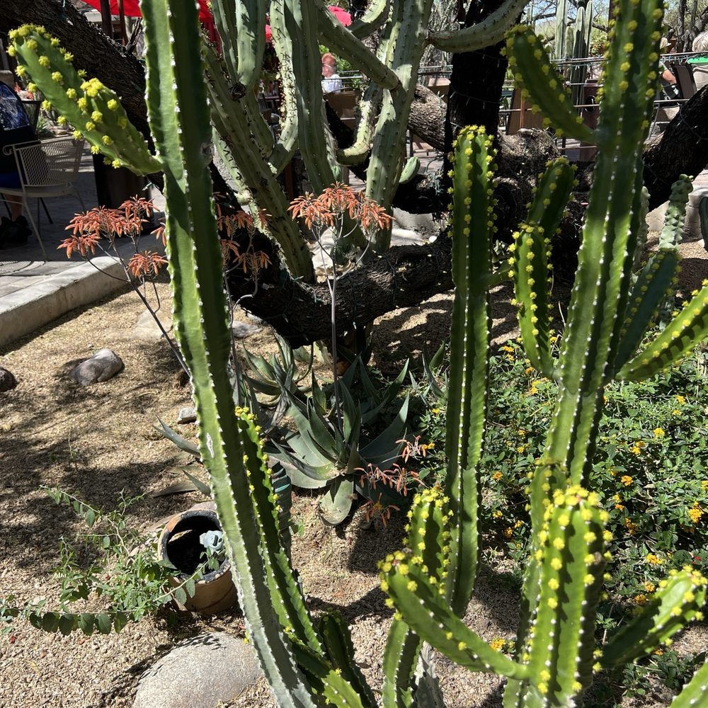 Grotto Cafe - Cafes Near Me - Cave Creek, Arizona Grotto Cafe - Cafes Near Me - Cave Creek, Arizona