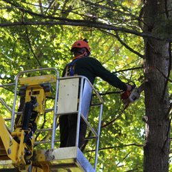 Artistic Tree & Landscape Creations