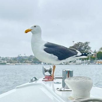 Voyagers - Boating Near Me - Newport Beach, California Voyagers - Boating Near Me - Newport Beach, California
