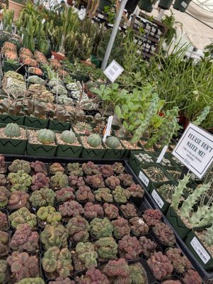 Buchanan's Native Plants by null