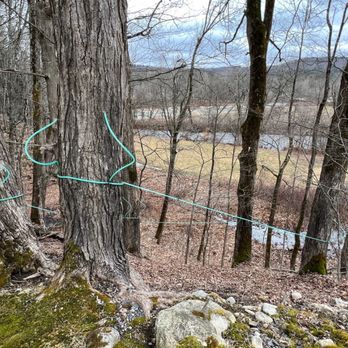 Mitch’s Maple - Tapped trees - Specialty Food Near Me - Chester, Vermont