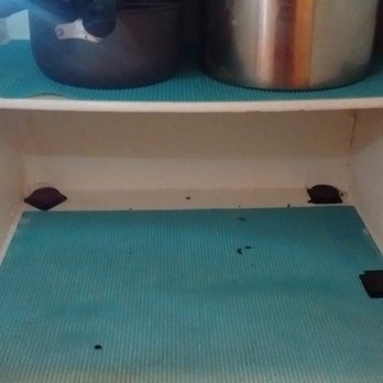 Circle at Point Park - I vacuumed the dead roaches out last night and this morning there are 12 more dead roaches I get to vacuum out. - Apartments Near Me - Houston, Texas