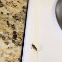 Holiday Inn Clearwater Beach S-Harbourside - Roaches goings into stove
