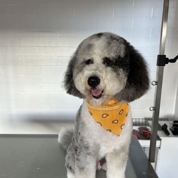 Left Coast Grooming - Miss Maya the Bernedoodle - Pet Groomers Near Me - San Diego, California Left Coast Grooming - Miss Maya the Bernedoodle - Pet Groomers Near Me - San Diego, California