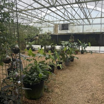 E.F.G. Orchids - Nurseries & Gardening Near Me - Deland, Florida E.F.G. Orchids - Nurseries & Gardening Near Me - Deland, Florida