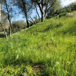 Shawn's Weed Abatement