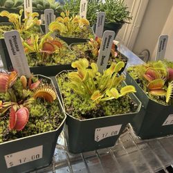 Garden Fever