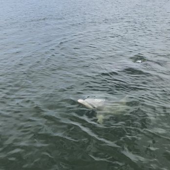 Dolphin Seafari - Boat Tours Near Me - Hilton Head, South Carolina Dolphin Seafari - Boat Tours Near Me - Hilton Head, South Carolina