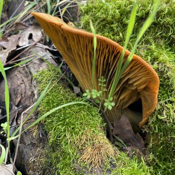 Sierra Foothill Conservancy - Perhaps a jackolantern mushroom at Ewell Preserve and Fine Gold Creek - Hiking Near Me
