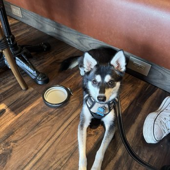 Kiki's Coffee & Spirits - Pup friendly :) - Coffee & Tea Near Me - San Antonio, Texas Kiki's Coffee & Spirits - Pup friendly :) - Coffee & Tea Near Me - San Antonio, Texas
