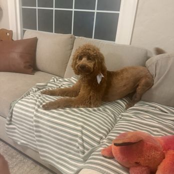 Pup Spa - Pet Groomers Near Me