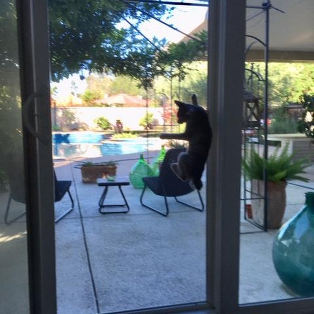 Mobile Screen Shop - cats can climb now with no damage whatsoever! - Windows Installation Near Me Mobile Screen Shop - cats can climb now with no damage whatsoever! - Windows Installation Near Me