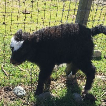 Olympic Game Farm - Zoos Near Me - Sequim, Washington Olympic Game Farm - Zoos Near Me - Sequim, Washington