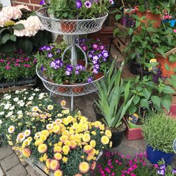 Blumen Carola de Jongh  - Beet- und Balkonpflanzen