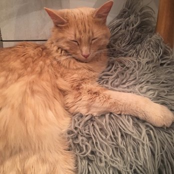 KitTea - Pet Adoption Near Me - San Francisco, California