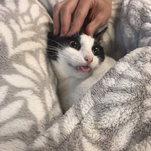 aloha affordable veterinary