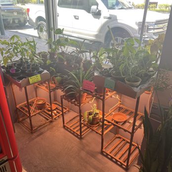 The Neighborhood Eatery - Plants for sale - New American Near Me - Orlando, Florida The Neighborhood Eatery - Plants for sale - New American Near Me - Orlando, Florida