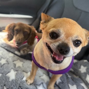 Debbie's Pet Parlor - Dog - Pet Sitting Near Me - Elizabeth City, North Carolina Debbie's Pet Parlor - Dog - Pet Sitting Near Me - Elizabeth City, North Carolina