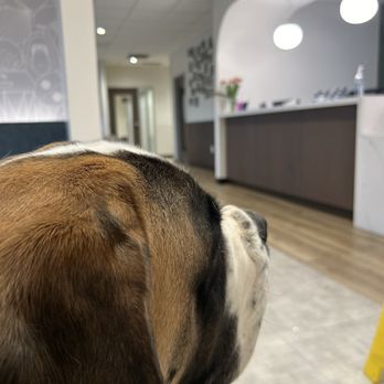 Bellevue Veterinary Emergency & Specialty - Our normally nervous girl, calmed and waiting. A rarity. - Holistic Animal Care Near Me - Bellevue, Washington