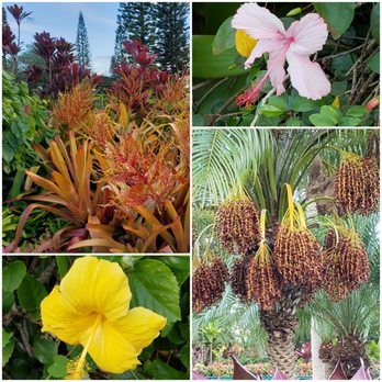 E Noa Tours - Dole plantation - Tours Near Me - Honolulu, Hawaii