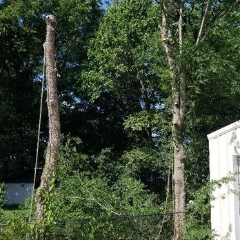 Arbor Tree Service - Two small trees to let in some light - Tree Services Near Me - Terry, Mississippi Arbor Tree Service - Two small trees to let in some light - Tree Services Near Me - Terry, Mississippi