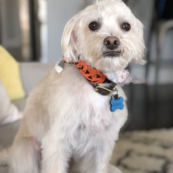 Dewberry Dogs - Handsome post-Dewberry pup - Pet Groomers Near Me - Boston, Massachusetts