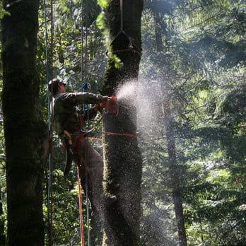 Travis Tree Professionals - Tree Services Near Me - Boulder Creek, California