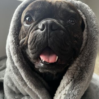 Southeast Area Animal Control Authority - Tobi wrapped up in his blanket. - Animal Shelters Near Me - Downey, California