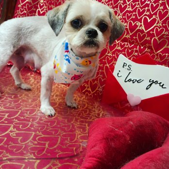 Live Love Pet - She looks worried but Live Love did a great job getting her back to me in time for the puppies next scheduled nursing! - Pet Groomers Near Me - Honolulu, Hawaii Live Love Pet - She looks worried but Live Love did a great job getting her back to me in time for the puppies next scheduled nursing! - Pet Groomers Near Me - Honolulu, Hawaii