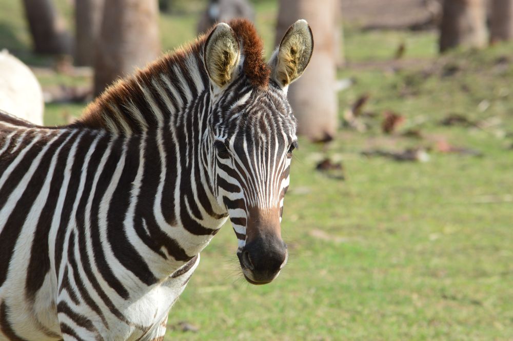 Fragile Planet Wildlife Park Logo