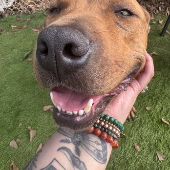 Sea Dog Animal Training - Loves under the chin scratches! - Pet Training Near Me - Houston, Texas Sea Dog Animal Training - Loves under the chin scratches! - Pet Training Near Me - Houston, Texas