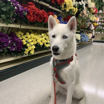 Elevate Dog Training - Pet Training Near Me