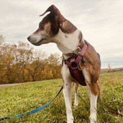 Bluegrass Pet Chalet